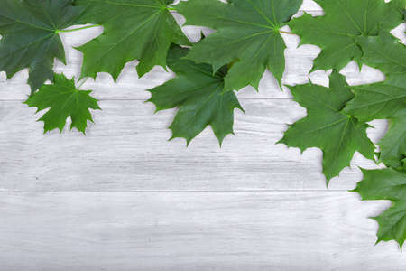 A view from above on saturated green grape leaves laying on a silvery wooden background. Fresh...
