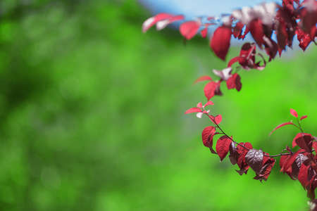 A couple of amazing colorful branches with red foliage on a bright green background. Catching floral summer view. A concept of a spectacular environment. Saving environment.の写真素材