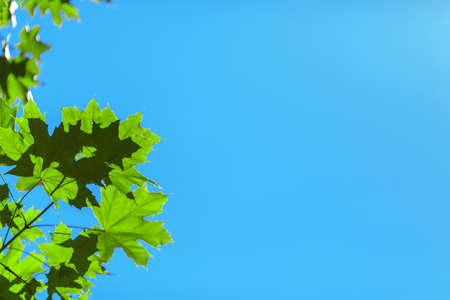 Beautiful fresh green leaves on a saturated blue sky background. Amazing colorful foliage. Bright spring spacious wallpaper. Environment, nature, ecology concept.の写真素材