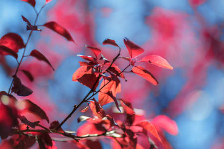 Close-up organic red autumn leaves on a bright blue sky background. Sunny pink foliage on a brown tree branch in a light park. Breathtaking colorful environment.の写真素材