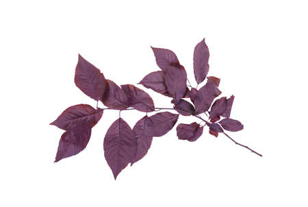 Dark purple plum leaves isolated over the bright white background. Colorful foliage on a thin branch. Organic fresh healthy leaf. Freshness and nature concept.の写真素材