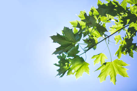 Colorful and bright green leaves on a summer blue sky. A bright green tree branch on a sunny background. Close-up of amazing flora. Outdoors concept. Summer leaves.の写真素材