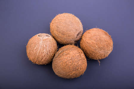 Four tropical and exotic coconuts on a dark purple background. Nutritious exotic nuts. Tasty and bright brown nuts. Whole and sweet cocos. Fresh, ripe and organic fruit of coconuts.の写真素材