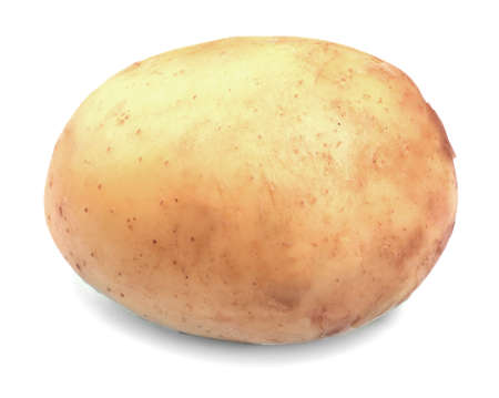 Close-up of raw, organic, healthy and new potato, isolated on a white background. New harvest. Vegetables full of vitamins. Single potato.の写真素材