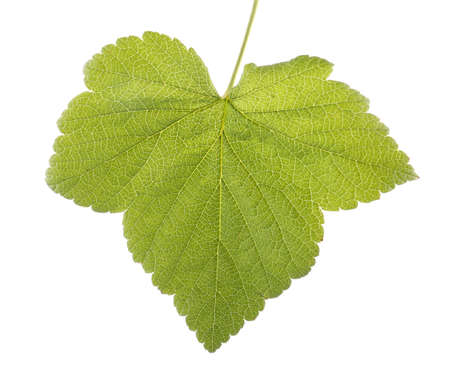 Close-up of green and fresh leaf from a currant tree, isolated on a white background. Currant leaf. Summer leaves. Spring bright green leaf.の写真素材