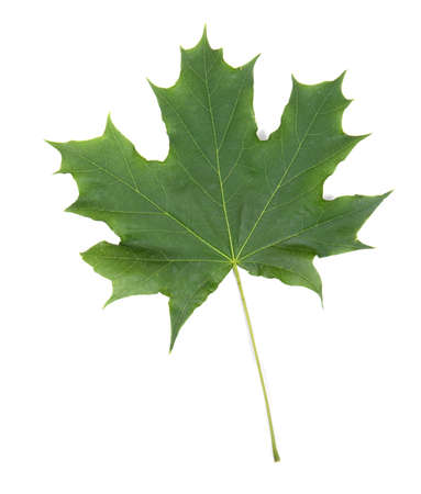 Fresh and bright green maple leaf, isolated on white background. Summer plants. Green maple leaves. Close-up of green and fresh leaf from a maple tree.の写真素材