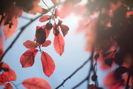Amazing and colorful branches with red leaves on a sunny and bright blue background. Catching floral summer view. A concept of a spectacular environment. Fresh and red leaves of plum.の写真素材