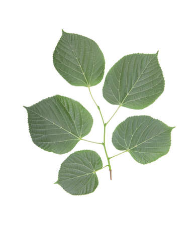 A lot of green leaves on a branch, isolated on a white background. Branch with a lot of fresh bright green leaves. Decorative botany. Flora full of life and beauty. Summer plant.の写真素材