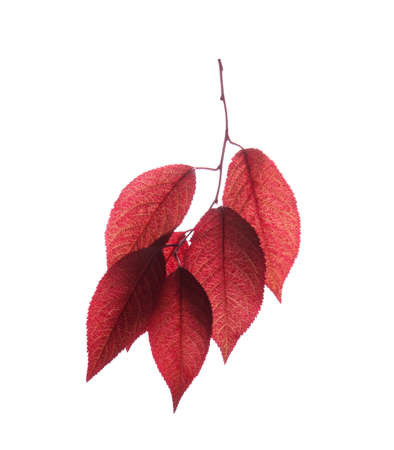Fantastic saturated red leaves isolated over the white background. Beautiful autumn foliage with veiny texture. A branch of fresh and bright leaves. Life, environment, flora concept.の写真素材