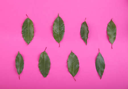 A lot of bright green leaves on a saturated pink background. A group of fresh and natural leaves. Close-up picture of fresh and raw plants, top view. Summer concept.の写真素材