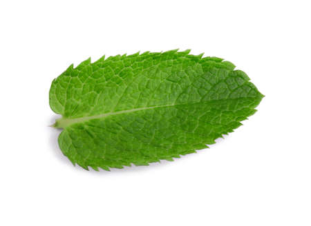 A close-up fresh mint leaf, isolated on a white background. Ripe and bright green leaf of mint....