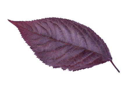 Close-up of purple plum leaf isolated over the white background. Colorful foliage. Organic fresh...