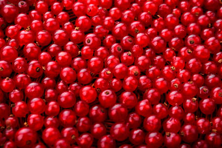 Close-up picture of a fresh and bright red currant as a background. Top view of red currants on a dark brown wooden background. Organic berries. Summer fruits. Fresh and ripe berries as a texture.の写真素材