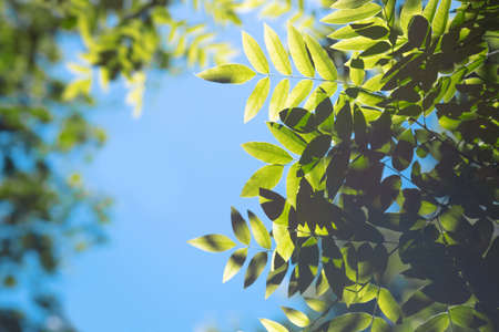 Bright green leaves in a summer forest. Fresh and green leaves of acacia on a blue sky background. Fresh and organic leaves acacia. Sunny green foliage.の写真素材