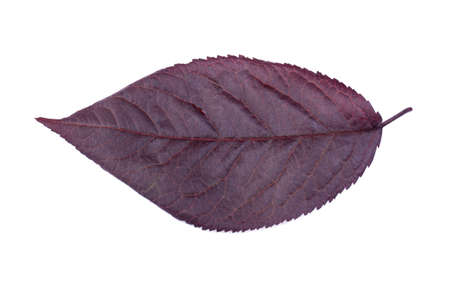 Decorative dark purple leaf of plum. Burgundy is an all around great home-garden plum. Dark-red leaf isolated on a white background. Fresh autumn leaf.の写真素材