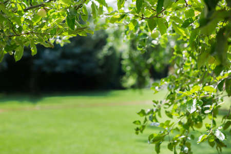 A beautiful summer green park. The public, fresh park for relaxing. Sunrise in a fantastic garden....