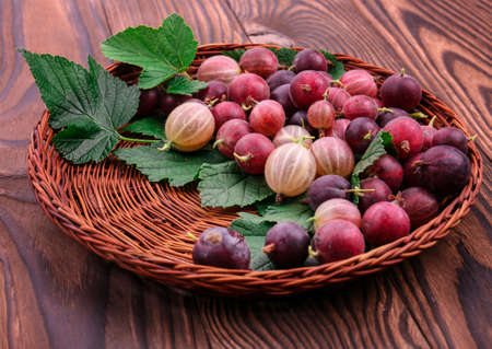 A brown wooden basket full of delicious multicolored gooseberries with beautiful green leaves on a...