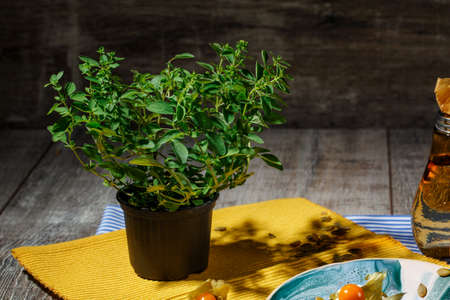 Decorative fresh plant with green leaves on a gray wooden background. A little green tree in a brown pot near an ice cream on a plate and hot drink on a yellow fabric.の写真素材