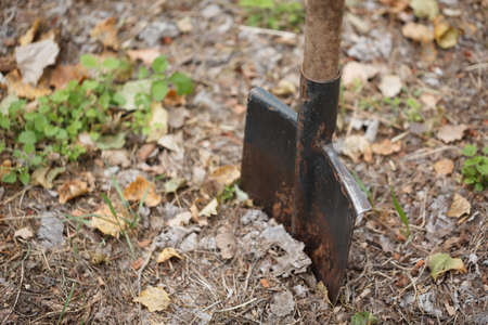 A close-up picture of digging process. A metal shovel dug into the ground. A young naturalist planting a tree on a park ground background. Nature, environment and ecology concept. Copy space.の写真素材