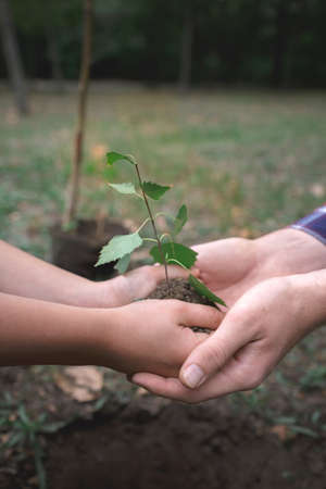 The boy has planted a young tree into the soil. Earth day. Male hands holding the earth.の写真素材