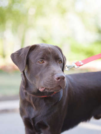 Cute Brown labrador retriever puppy dog against sunset light and bokeh yard background.