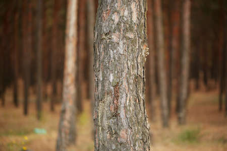Close-up of a large beautiful brown tree in an autumn forest. Nature concept.の写真素材