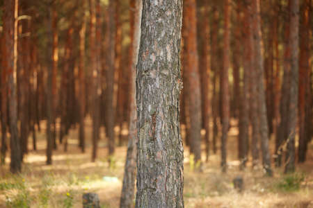 Close-up of a large beautiful brown tree in an autumn forest. Nature concept.の写真素材