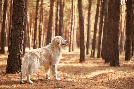 The dog is a labrador in the forest. Friendly dog.の写真素材