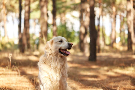 The dog is a labrador in the forest. Friendly dog. against the background of pine trees.の写真素材