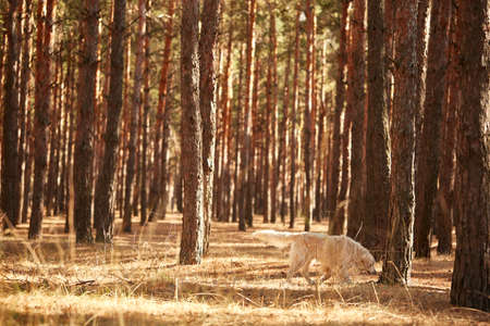 The dog is a labrador in the forest. Friendly dog. against the background of pine trees.の写真素材