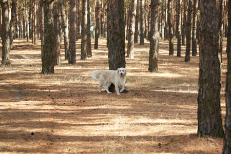 The dog is a labrador in the forest. Friendly dog. against the background of pine trees.の写真素材