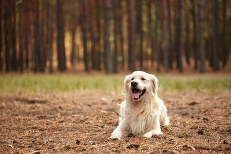 Happy dog labrador retriver lying on the forest sand.の写真素材