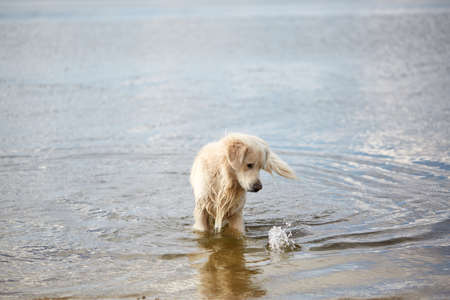 Happy labrador enjoy playing on beach with owner. Pet concept.の写真素材