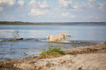 Happy labrador enjoy playing on beach with owner.の写真素材