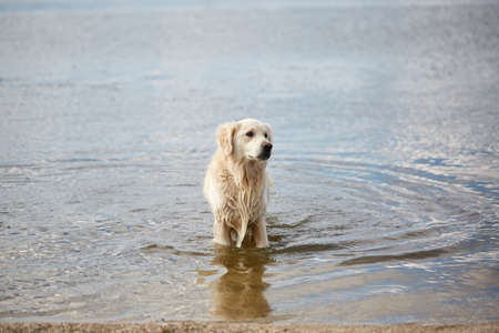 Happy labrador enjoy playing on beach with owner. Pet concept.の写真素材