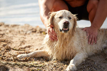 Happy dog labrador enjoy playing on beach with owner.の写真素材