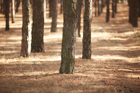 Autumn forest trees. nature green wood sunlight backgrounds.の写真素材