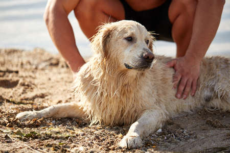 Happy dog labrador enjoy playing on beach with owner.の写真素材