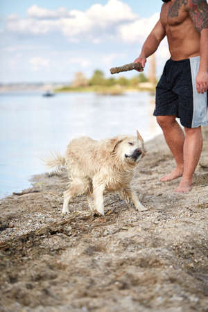 Happy labrador enjoy playing on beach with owner.の写真素材