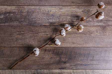 Flowering branch of cotton on a dark brown background of the floorの写真素材