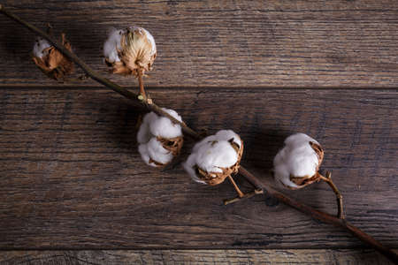 Flowering branch of cotton on a dark brown floor background close-upの写真素材