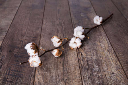 Flowering branch of cotton on a dark brown background of the floorの写真素材