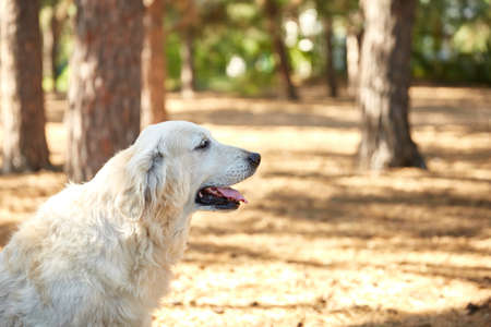 The dog is a labrador in the forest. A friendly dog walks through the forest against the background of the trees. Close-up.の写真素材