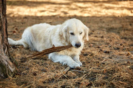 Labrador lies in the woods near the tree with a stick in his teeth.の写真素材