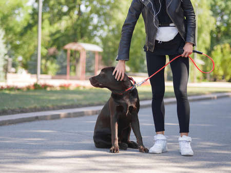 Young girl gives commands to a dog, trains a dog in the parkの写真素材