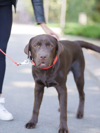 A dog on a red leash close-up on the street next to his mistressの写真素材