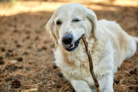 A dog lies on his stomach on a sunny day in the parkの写真素材