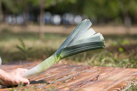 Hand holding celery on a brown wooden backgroundの写真素材