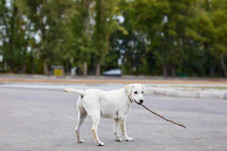Cutie dog playing with wooden stick on the natural background. Pet concept.