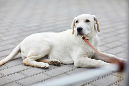 A cute dog labrador lying on the street. Pet concept.